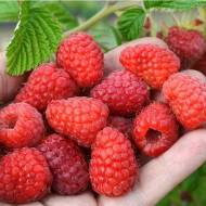 Комплект з саджанців малини Полана